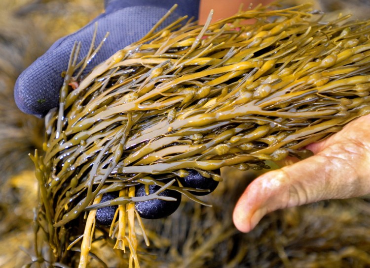 The number of wild-seaweed harvesters in Maine has held steady at around 150 to 170 for the last few years, and there are a handful of aquaculture seaweed farmers.