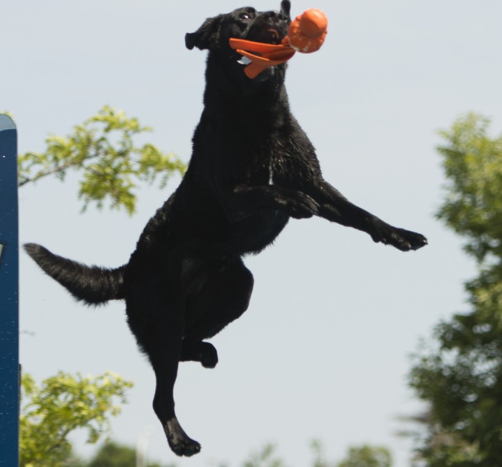 Cooper, a black Labrador retriever of Shaftsbury, Vt., catches a toy in midair, on his way to a jump of 20 feet 8 inches. The dog placed among the top three in the Elite Class of the Big Air Distance event of the Dock Dogs jumping competition in  Scarborough on Sunday.