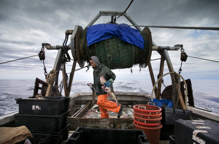 Elijah Voge-Meyers carries cod caught in the nets of a trawler off the coast of New Hampshire in April. Fishermen in the northeastern U.S. are struggling with warming waters that have transformed some of the country's oldest commercial fisheries.