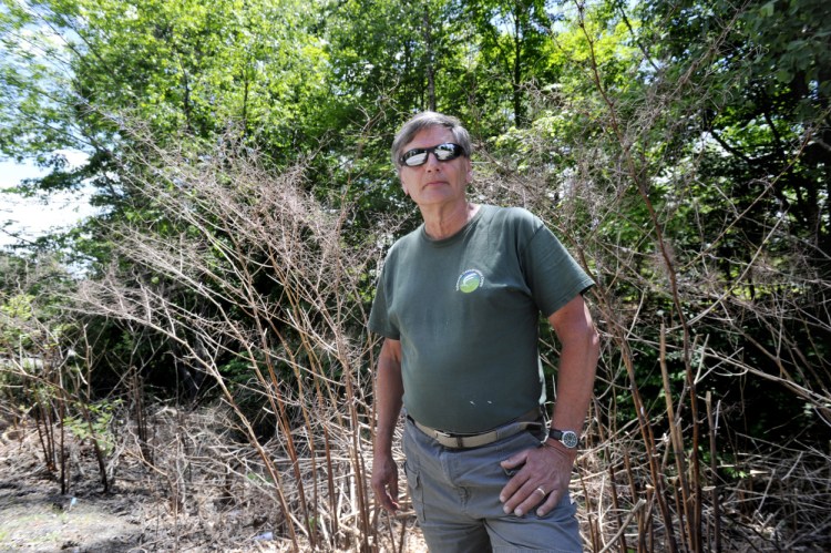 Bob Shafto, Falmouth's public lands ombudsman, stands in front of a swath of dead knotweed along Blackstrap Road. Knotweed is one of the targets of a campaign to stop the spread of land-based invasive species. Officials are now considering ordinances that would prohibit the sale and distribution of invasive species.