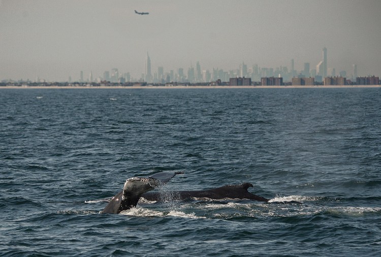 In this 2014 photo, two humpback whales dive inside what is called the New York Bight, with the New York City skyline in the background. Scientists have deployed a high-tech acoustic buoy in the Bight 22 miles off the coast of New York's Fire Island to monitor several species of great whales.