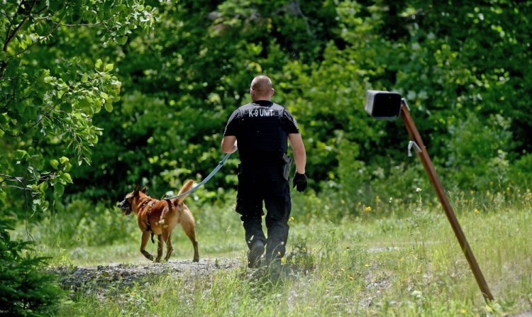 A Maine State Police tracking dog leads his handler as they search on Loom Road in Kingsbury Plantation on Tuesday for inmate Jonathan Edman, who authorities said ran away from a work detail before being apprehended a few hours later. 