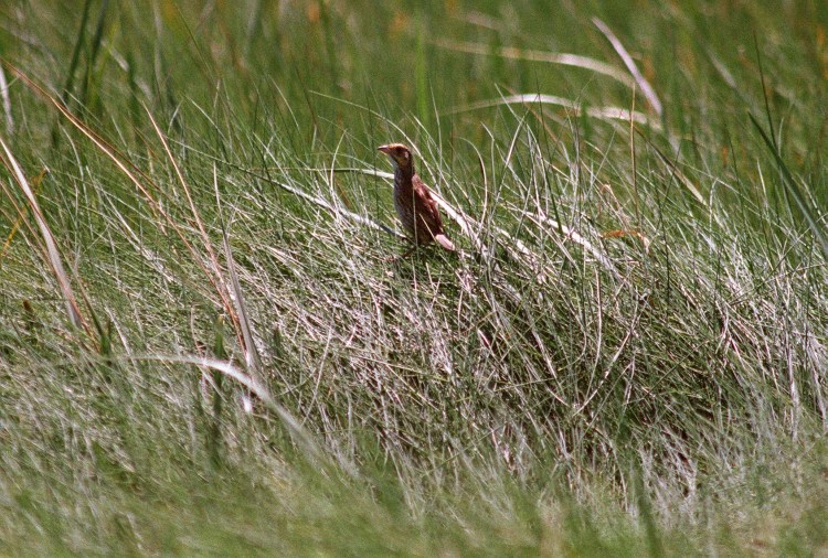 A saltmarsh sparrow sits in the grasses of Scarborough Marsh.