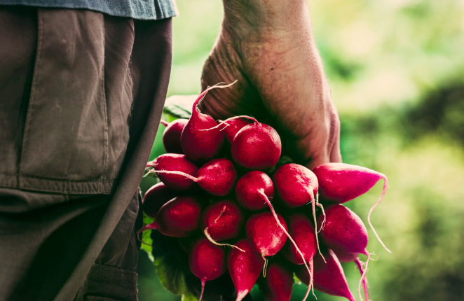 Radishes' bracing, head-clearing bite is a spring tonic.  Associated Press file photo