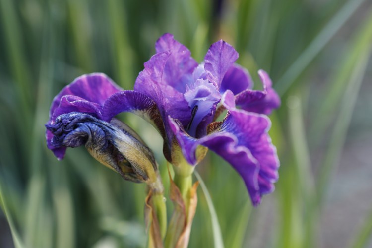 An iris is seen in Gorham.
Joel Page/Staff Photographer