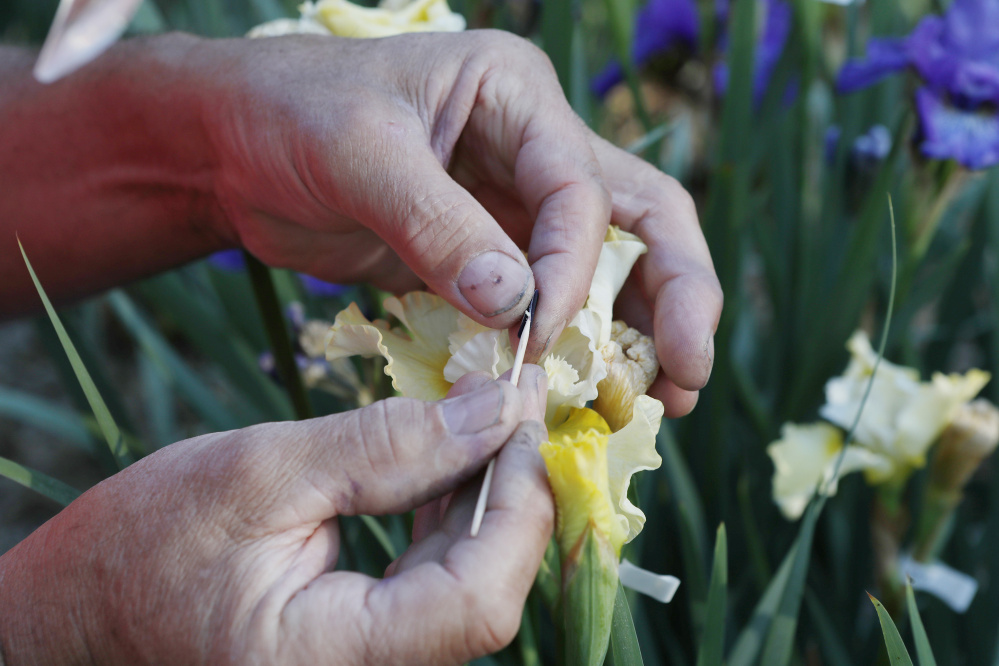 Dean Cole pollinates a hybrid iris in his garden in Gorham, Maine. Joel Page/Staff Photographer.