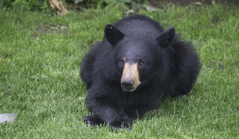 A black bear rests in Theodore L. Hatch's backyard in Scarborough. Complaints of nuisance bears have increased this year as dry weather conditions and the early emergence of spring conspired to bring humans into more contact with black bears in New England.