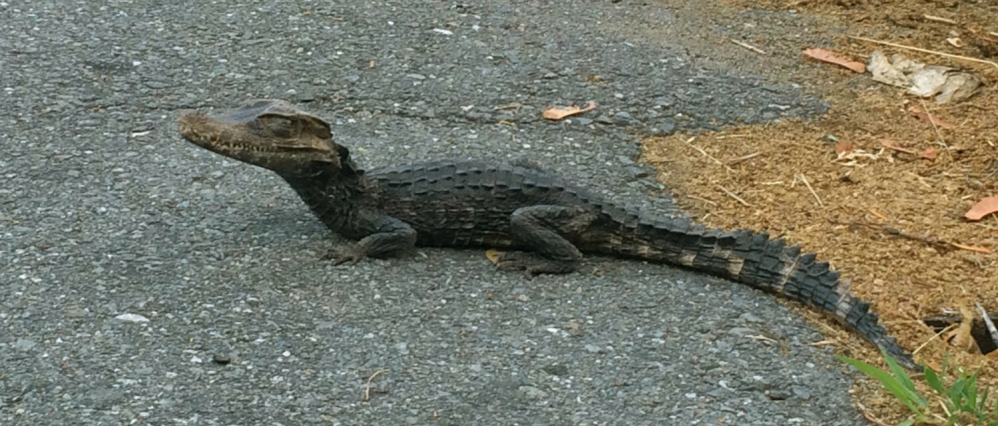 An alligator makes its way along a street in Lowell, Mass., on Sunday. Animal control officers took the foot-long alligator to a facility specializing in reptile rehabilitation.