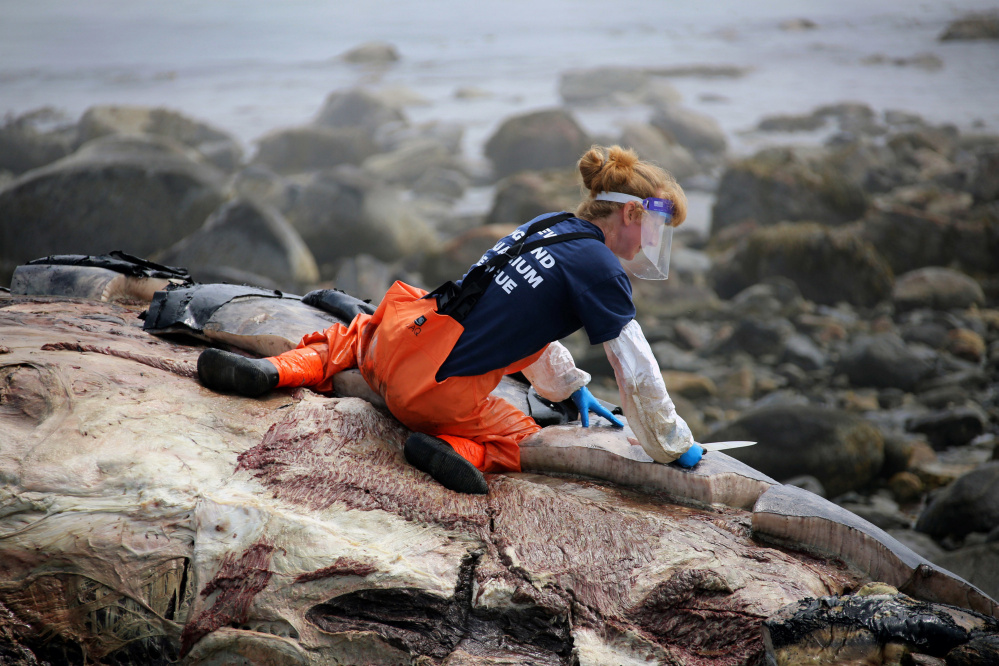 Ulika Wocial, a New England Aquarium biologist, cuts chunks of blubber from the carcass of a humpback whale known as Snow Plow on Foss Beach in Rye, N.H. A necropsy performed on the beach found no obvious signs pointing to cause of death.