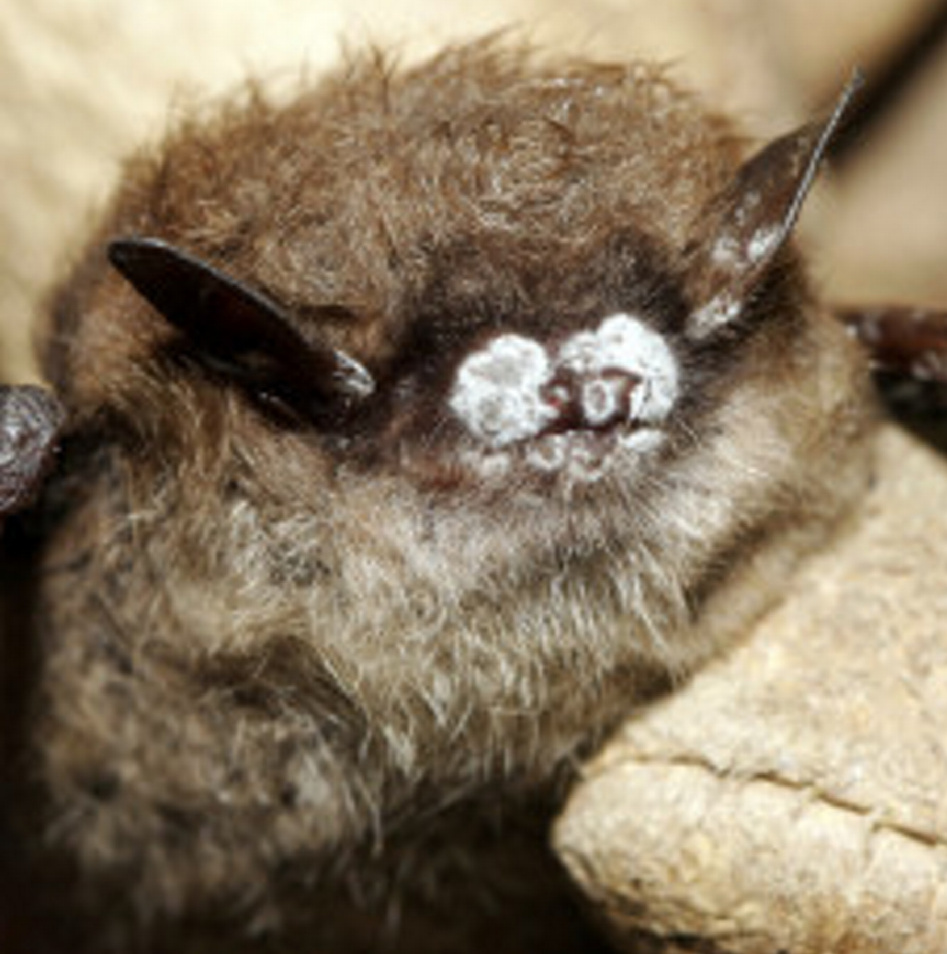 This little brown bat in New York had the telltale signs of white-nosed syndrome.