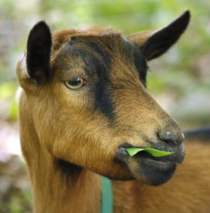 Ray, one of the seven Scapegoats, nibbles on a leaf while working in Kittery. The animals love attention from their host families, but they also bleat and run after their owner's truck when she leaves them at a site.