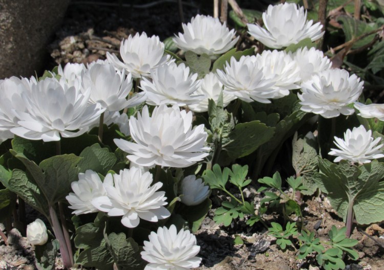 Double bloodroot is native to Maine – you might see it on a walk in the woods.