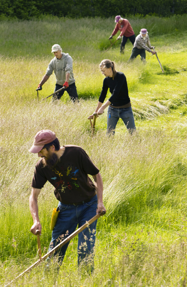 At MOGFA's Farm & Homestead Day in June, scythe users tackle a grassy expanse.
