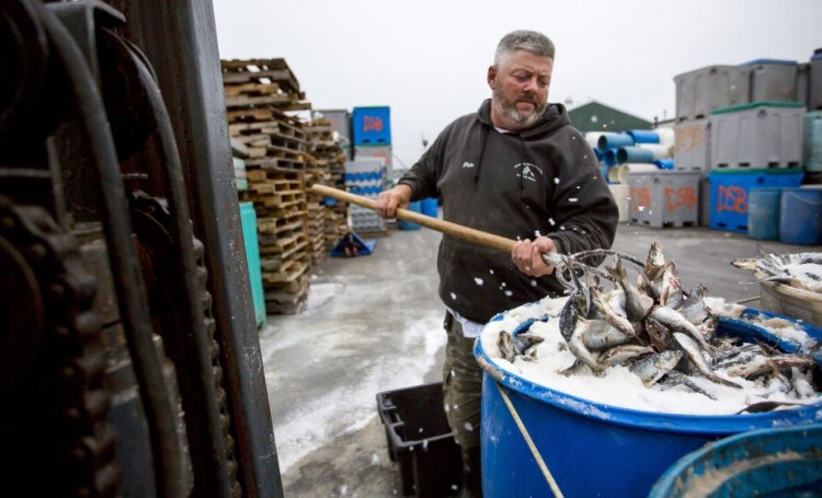 Pete Brichetto, a yard worker at Dropping Springs Bait Co. in Portland, turns herring in a barrel Thursday. Department of Marine Resources regulators are adjusting catch limits to create greater flexibility for fishermen as a lobster bait shortage looms.