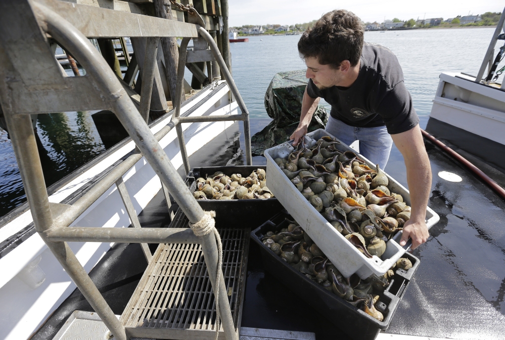 Fisherman Carl Berg unloads containers of whelks from a fishing vessel in Little Compton, R.I., on May 23. The sea snails are known by Italian-Americans as scungilli.