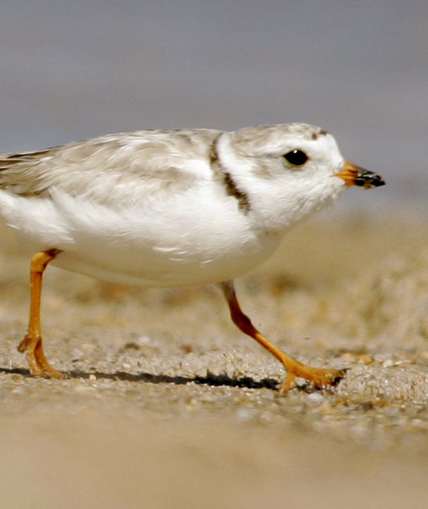 While Massachusetts will still protect the piping plover, beach towns can seek mitigation if they feel conservation measures are overly restrictive.