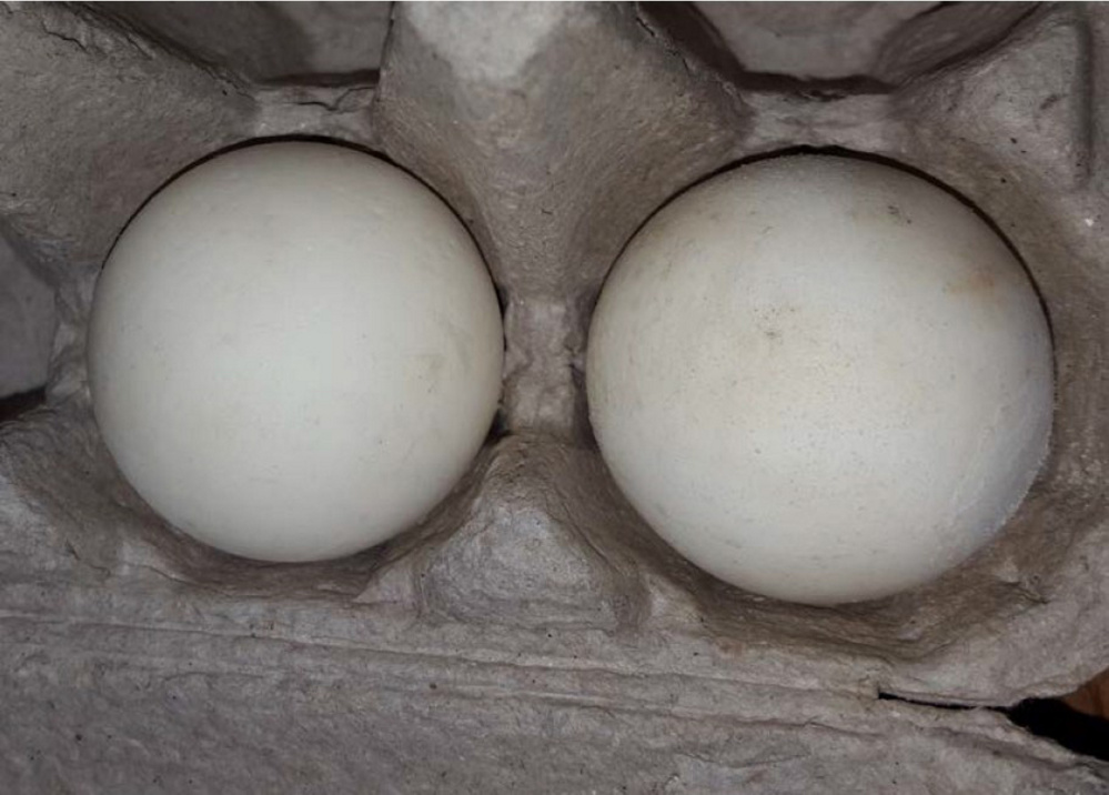 Almost identical to a real turtle egg, the one on the left has a GPS location tracker that could lead investigators to poaching rings on tropical and semi-tropical shores.