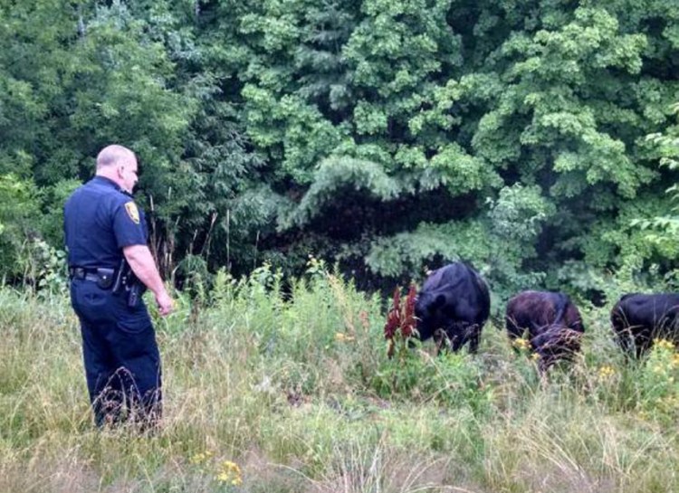 Augusta police Officer Brett Lowell found himself handling three head of cattle that escaped their enclosure and wandered onto Interstate 95 Sunday morning. Police herded the cattle to a safer area, where their owners picked them up.