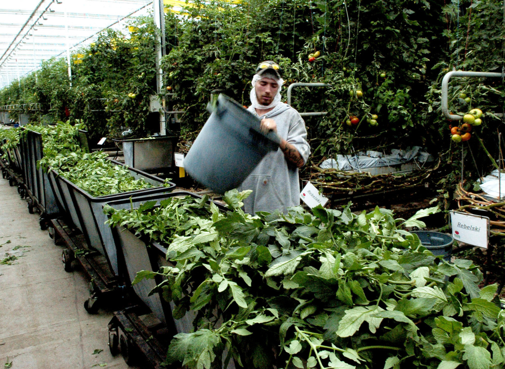 Backyard Farms employee Josh Cunningham empties tomato leaves that are trimmed off plants daily into carts at the Madison company. The unwanted growth will be processed and reduced into a much smaller quantity for disposal.