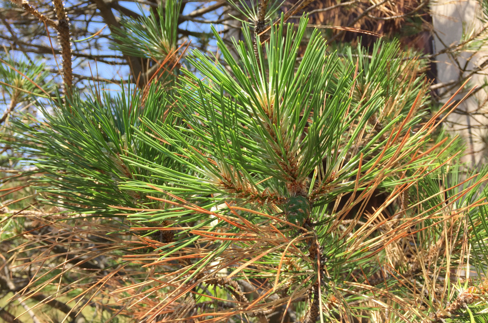 The Austrian pine tree in front of the church has sprouted long, green needles where brown ones were just a few weeks ago.