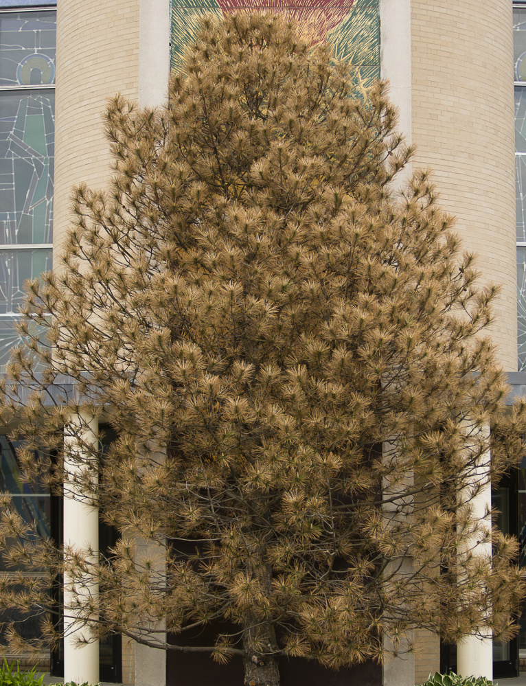 The evergreen tree blocking the Jesus mural outside Holy Cross Catholic Church was brown and in trouble in May.