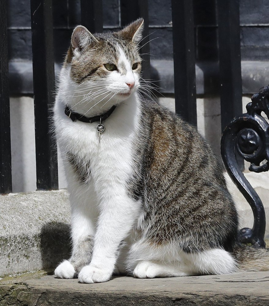 Larry sits on the steps of 10 Downing St. in London after Prime Minister David Cameron left to face questions Wednesday.