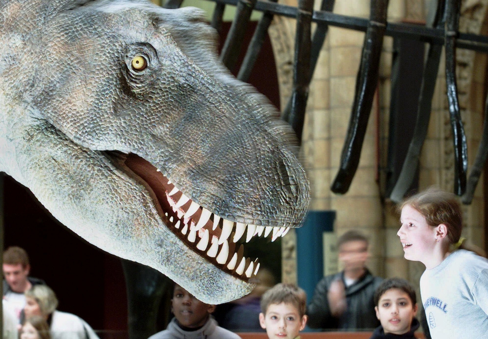 Dinosaurs like the Tyrannosaurus rex, represented in a model at the Natural History Museum in London, possibly used air sacs, as ostriches do, to make sounds, scientists say.