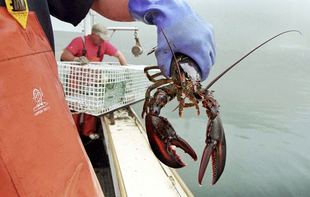 A sternman holds a lobster caught off South Bristol. The U.S. Senate says Sept. 25 should once again be designated as National Lobster Day in honor of New England's most celebrated crustacean.