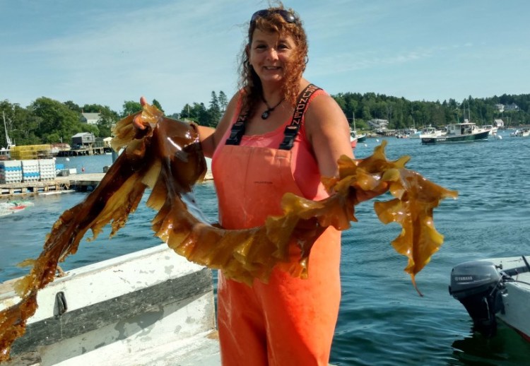Lisa Moore has been harvesting the wild seaweed called digitata from Casco Bay and now plans to go into seaweed farming. 