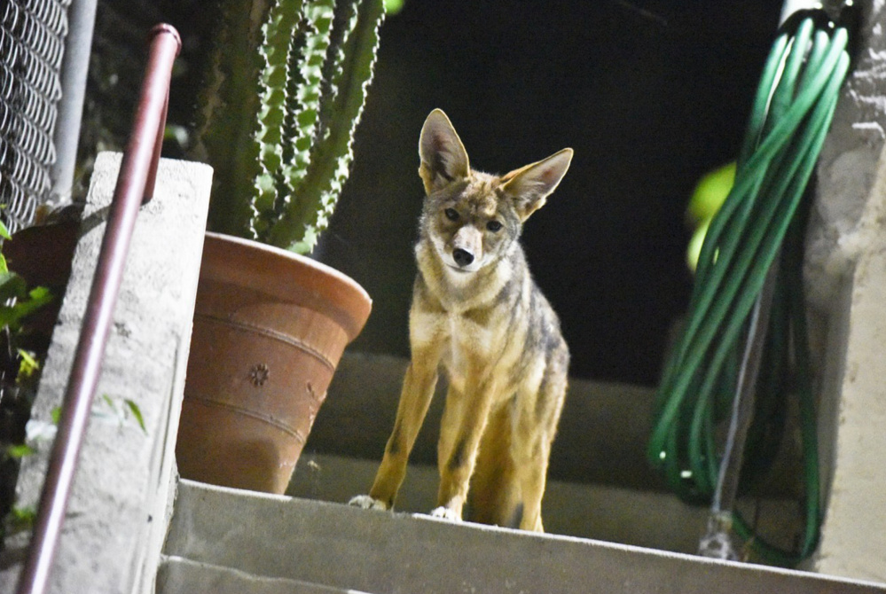 Looking not unlike an a decorative lawn ornament, a pup of a radio-collared coyote pauses on a porch in one of Los Angeles' densest neighborhoods that's among the areas where biologist Justin Brown, head of the L.A. Urban Coyote Project, electronically tracks the often-elusive wild dogs.