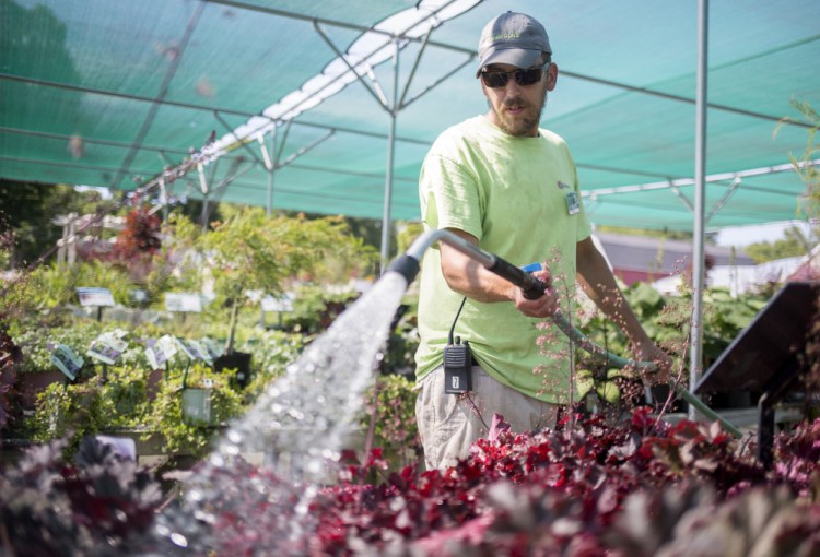 Justin Yates of Yarmouth waters plants for sale at Estabrook's garden center in Yarmouth. Dry, sunny conditions this summer have forced gardeners and farmers to water more, but the lack of heavy rain has kept crop diseases down.