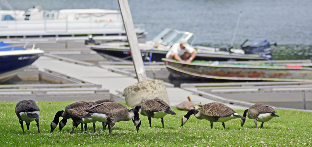 Geese browse in the grass by the boat launch July 5 along the shore of Maranacook Lake at Norcross Point in Winthrop, where town officials are trying to find a way to get the geese to relocate.