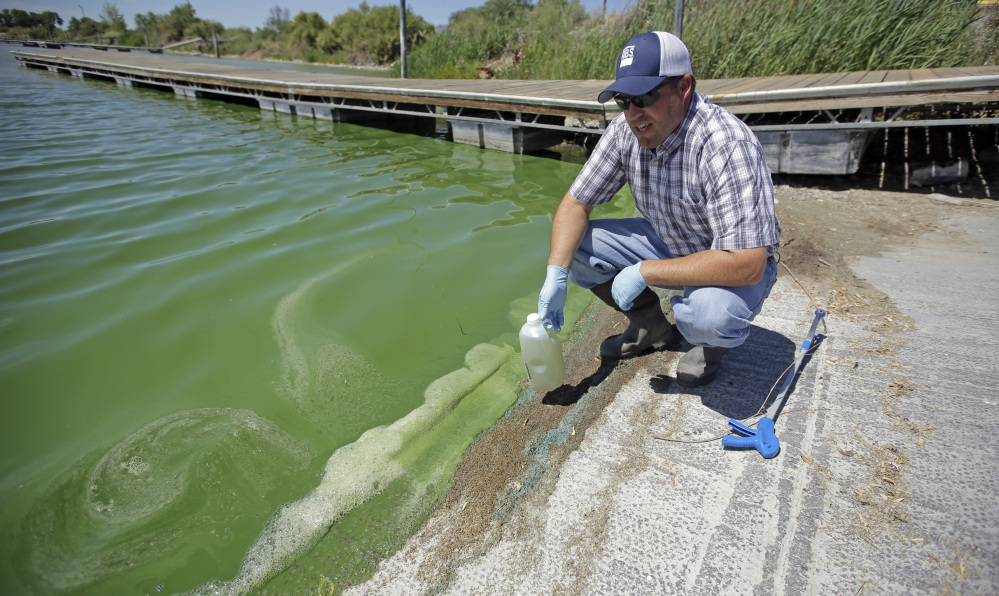 Jason Garrett, water quality bureau director at the Utah County Health Department, examines the bright, anti-freeze-green water in Utah Lake on Wednesday, near American Fork, Utah. The lake is one of the largest freshwater lakes west of the Mississippi River.