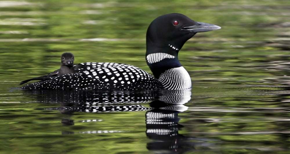 Once found throughout Massachusetts, common loons began returning in the 1970s, but the state still only has 45 breeding pairs. The Biodiversity Research Institute in Portland is working to increase the population.