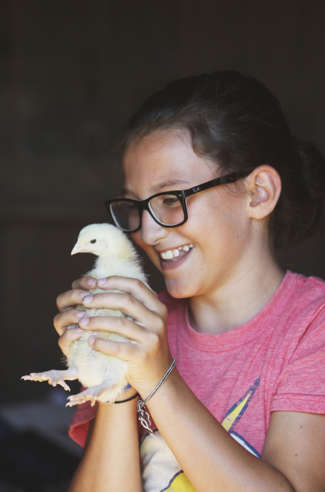 GORHAM, ME - JULY 24: Althea McNulty, 11, of Falmouth gets up close with a two week-old broiler chicken while visiting Underhill Fiber Farm in Gorham. (Photo by Jill Brady/Staff Photographer)