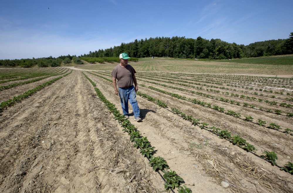 Farmer John Lavoie walks through a parched strawberry patch last week in Hollis, N.H. Parts of the Northeast are in the grips of a drought that has led farmers to ration water. Portland has received 21.2 inches of rain so far this year, well below the average of 25.8 inches.
