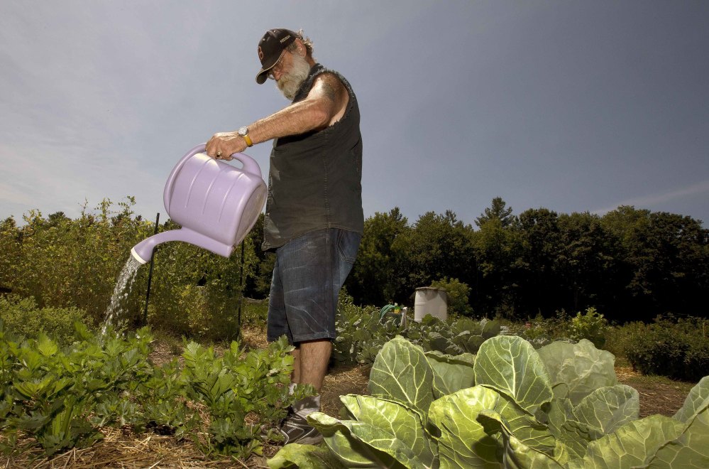Peter Ellermann waters his garden at the Community Gardens in Concord, N.H. The dry summer has forced Ellermann to cart in 30 gallons of water in five-gallon containers three times a week to keep his plants healthy.