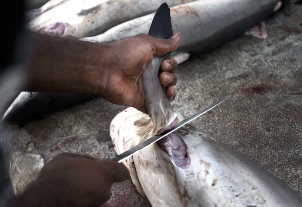 A worker cuts a shark fin at a fish market in Dubai, United Arab Emirates. In the United States, people in the fishing industry say they will dig in against proposed legislation in Congress that proponents believe will help shut down the country's shark fin industry.