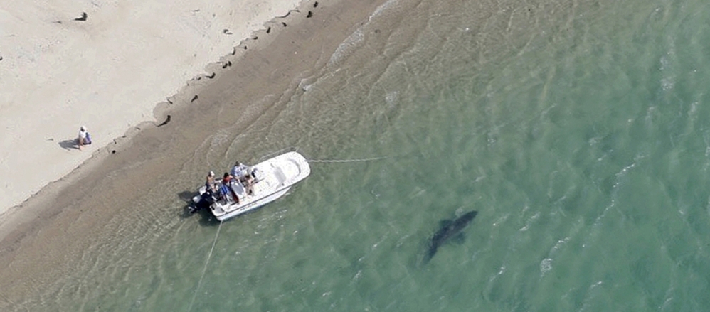 A great white shark swims close to the Cape Cod shore Tuesday in Chatham, Mass. A state biologist said shark sightings are up slightly along the East Coast this summer.