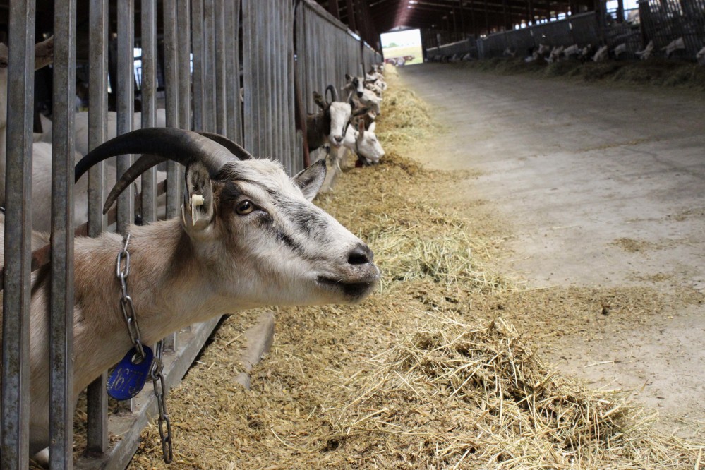 Dairy goats feed at LaClare Farms near Pipe, Wis. Larry and Clara Hedrich started raising dairy goats in the 1970s. They now milk about 800 goats and make award-winning cheese sought by chefs, immigrants and other consumers.