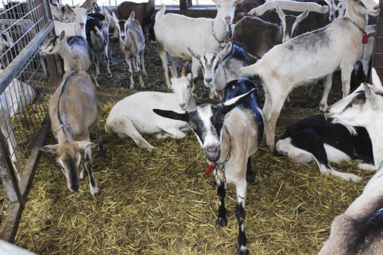 Dairy goats are gathered in the barn at LaClare Farms. Wisconsin is leading the way in dairy goat farming in the U.S. and will soon house two of the largest goat dairies in the world.