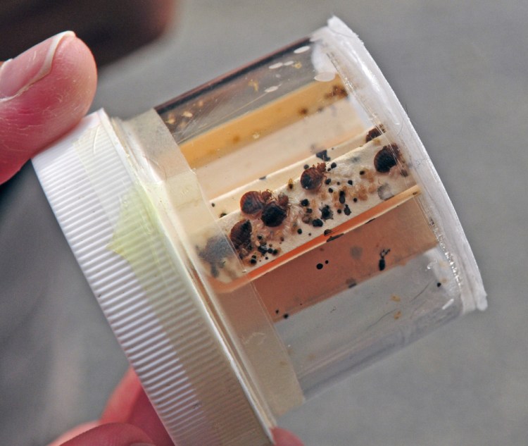 Live bedbugs sealed in a ventilated plastic vial are used to train dogs at Merrills Detector Dog Services in Readfield.