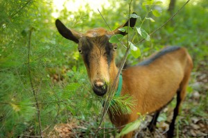 Ray, one of Heather Lombard's seven goats, eats pine needles from a small tree at a home in Kittery on Friday.