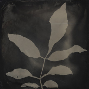 Shoshannah White, "Ash Branch," tintype from digital positive, from "Branching Out."