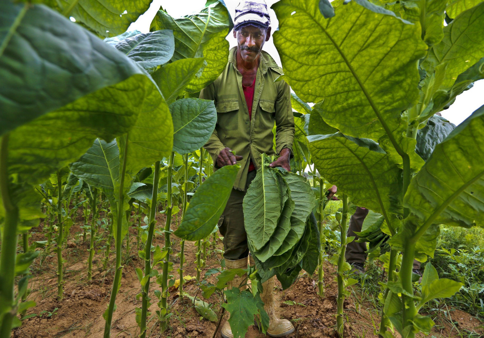 Jesus Gerald Perez picks tobacco leaves at Finca Ramirez, a tobacco farm in Puerta del Golpe, Cuba. Despite Cuban tobacco's fame, it isn't a big contributor to the country's bottom line because production is still limited.
