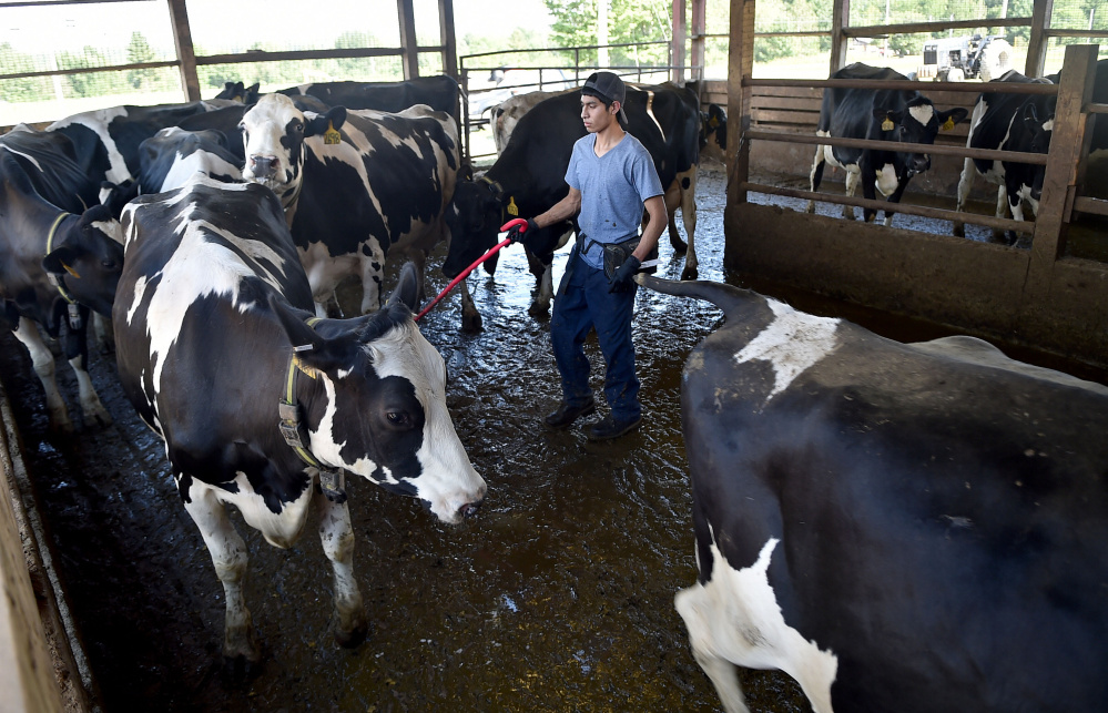 Teo Emilio sends cows in to the parlor for the afternoon milking at Misty Meadows Farm in Clinton on Thursday.