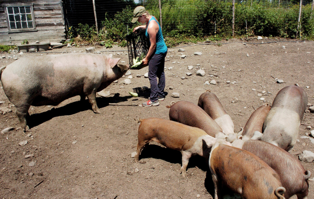 Johanna Burdet feeds Fat Man the pig and piglets at Moodytown Gardens farm in Palmyra last month.