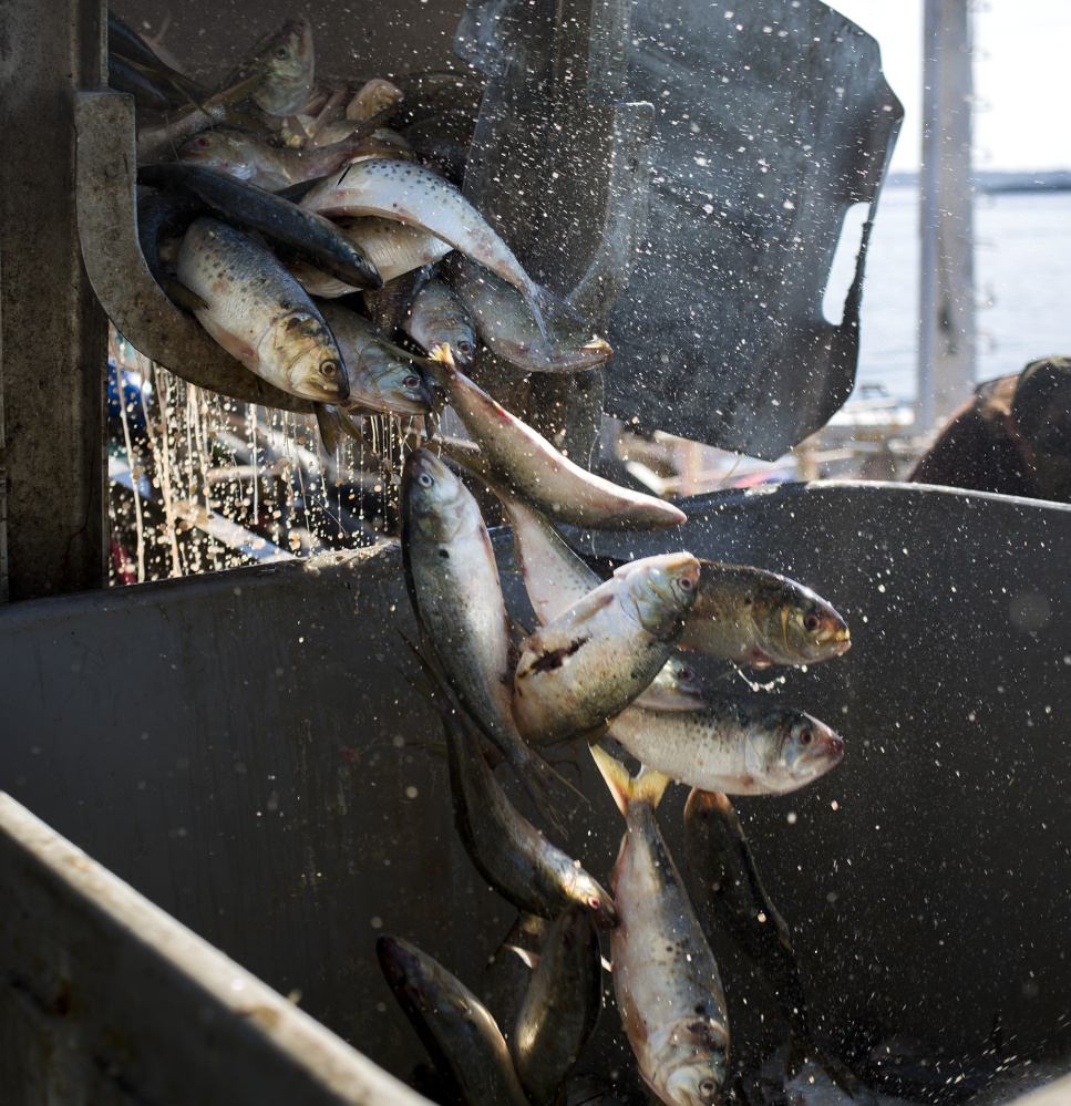 Herring finally started to run earlier this month, ending a bait shortage that hamstrung lobstermen through the summer. Alternative bait, such as the pogeys being unloaded at Portland’s Coastal Bait, above, were used as a substitute. Overall, lobstermen expect they paid about 15 percent more for bait this season compared with last.