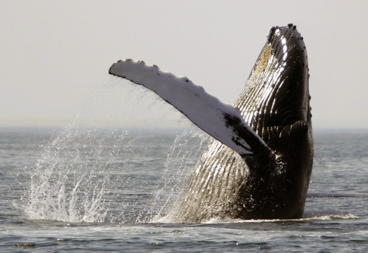 A new study offers the first evidence that noise could be harming the feeding behavior of humpback whales.