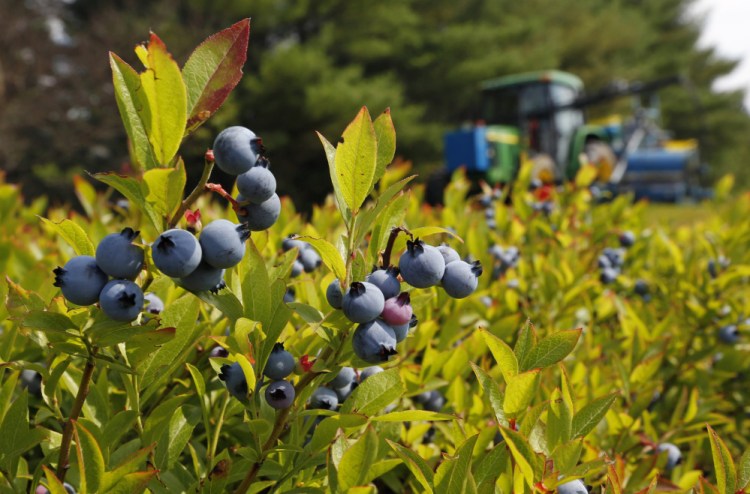 A blueberry harvester makes its way through a field near Appleton in 2015. Maine's blueberry crop isn't as big as last year's but still is much more than it averaged a decade ago.
